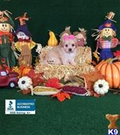 maltipoo puppy posted by Rhonda Wallace